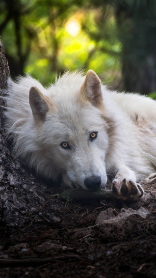 White Wolf Wallpaper HDqwalls Artofit