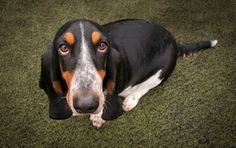 Basset Hound Wallpaper