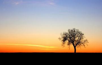 Abandon Ship Dump All The Image Beautiful Wallpaper Tree