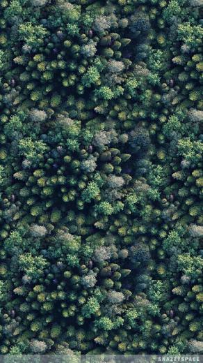 Tree Tops iPhone Wallpaper Is Very Easy Just Click