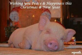 Wish You All A Merry Christmas Happy New Year Petpiggies