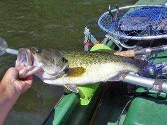 Largemouth Bass Wallpaper 16quot