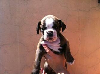 Bulldog Campeiro Puppy Photo And Wallpaper Beautiful