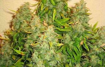 Cannabis Bud HD Weed Wallpaper