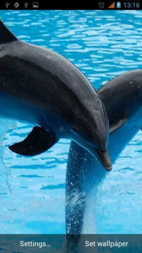 Dolphin Live Wallpaper Android Apps On Google Play