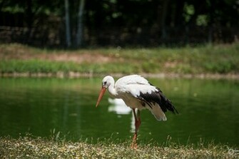 Stork Background High Quality Background