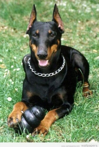 Doberman Wallpaper