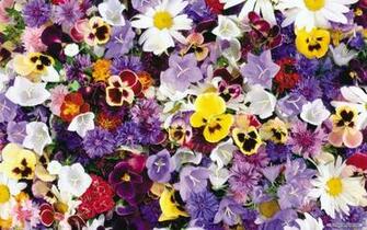 Wallpaper Flower Beautiful