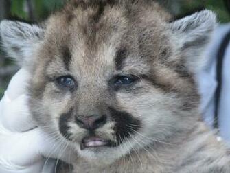 Mountain Lion Wallpaper Background HD