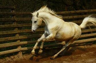Arabian Horse Wallpaper