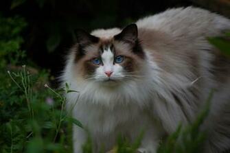 Ragdoll Cat Background Wallpaper Breeds