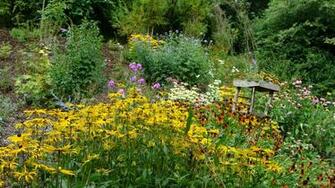 Summer Wallpaper With Wild Flowers Many Yellow An Also Pink