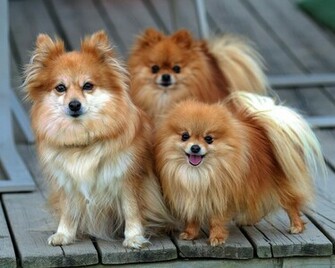 Pomeranian Pomeranians Wallpaper