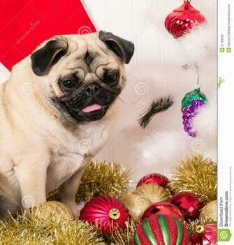 Christmas Gift For Dog Lovers Wallpaper Beautiful Desktop