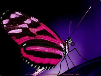 Beautiful Wallpaper Butterflies
