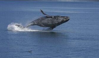 Humpback Whales HD Wallpaper Animals