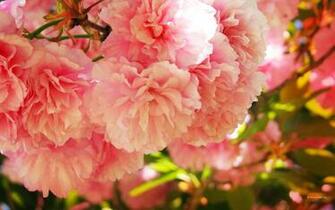 Desktop Wallpaper Background