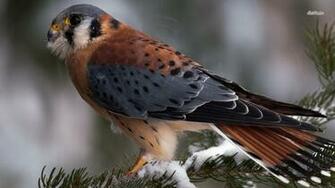 Hawk Wallpaper Animal