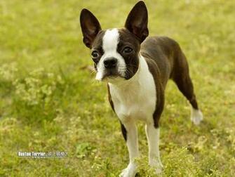 My Dogs Boston Terriers Wallpaper Pet Dog Terrier Desktop