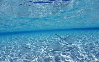 Blue Ocean Okinawa Japan Wallpaper Open Walls