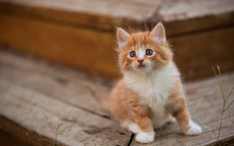 Cute Kitten Resolution HD 4k Wallpaper Image