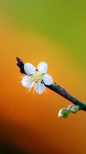 White Plum iPhone Wallpaper