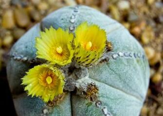 Cactus Flowers HD Wallpaper