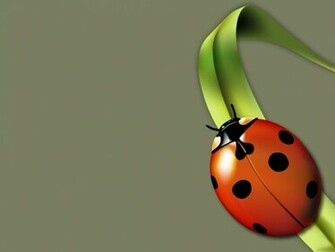 Lady Bug Wallpaper Animal Literature