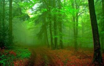 Wallpaper Landscape Forest Mist Green Background