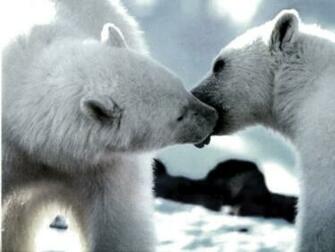 Bears Desktop Wallpaper For HD Widescreen And Mobile