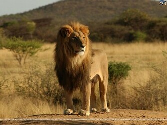 Lions Wallpaper