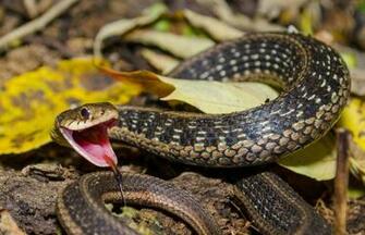 Garter Snake HD Wallpaper Image Background