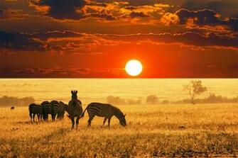 Most Beautiful Animals Birds Wildlife Wild Life