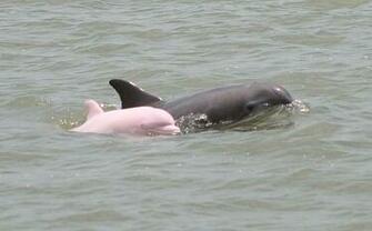 Pink Dolphin Wallpaper HD In Animals Imageci