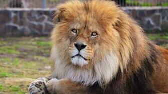 Lion Full HD Desktop Wallpaper 1080p