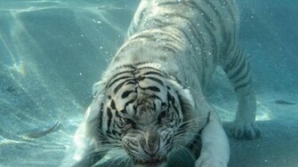 White Tiger Wallpaper Widescreen High Definition