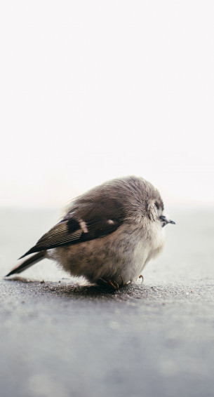 Animals Birds Wallpaper