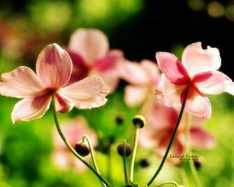 Pink Wildflowers Wallpaper Resolution