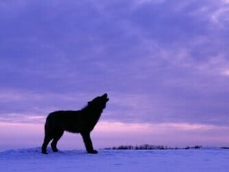 Wolf Howling At Moon Wallpaper Me Gallery