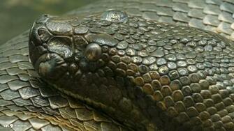 Wallpaper Anaconda