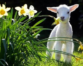 Flowers Animals Grass Spring Lamb Daffodils Lambs White Baby