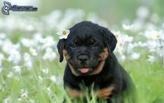 Rottweiler Welpe Wiese