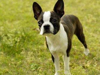 Boston Terrier Wallpaper And Image Pictures