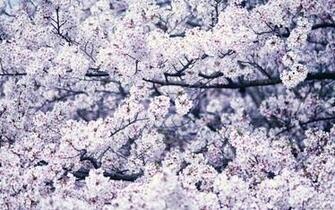 Samsung Galaxy Note Wallpaper Background Photos