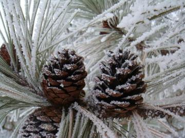 Outdoor Winter Activities For Preschoolers Project Learning Tree