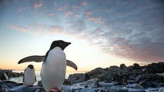Penguins Exclusive See Two Birds Fall In Love Narrated By Ed Helms