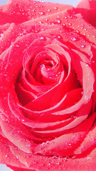 Pink Rose iPhone Wallpaper
