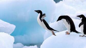 Best Penguin 4k Wallpaper