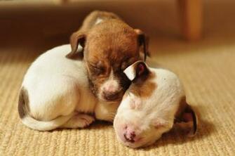My Money Where Mouth Is And I Bring You Cute Puppy Pictures