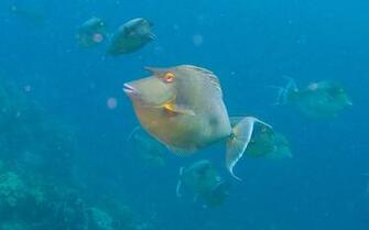 Beautiful Wallpaper For Desktop Fishes HD